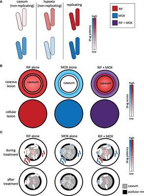 Tools to develop antibiotic combinations that target drug tolerance in Mycobacterium tuberculosis